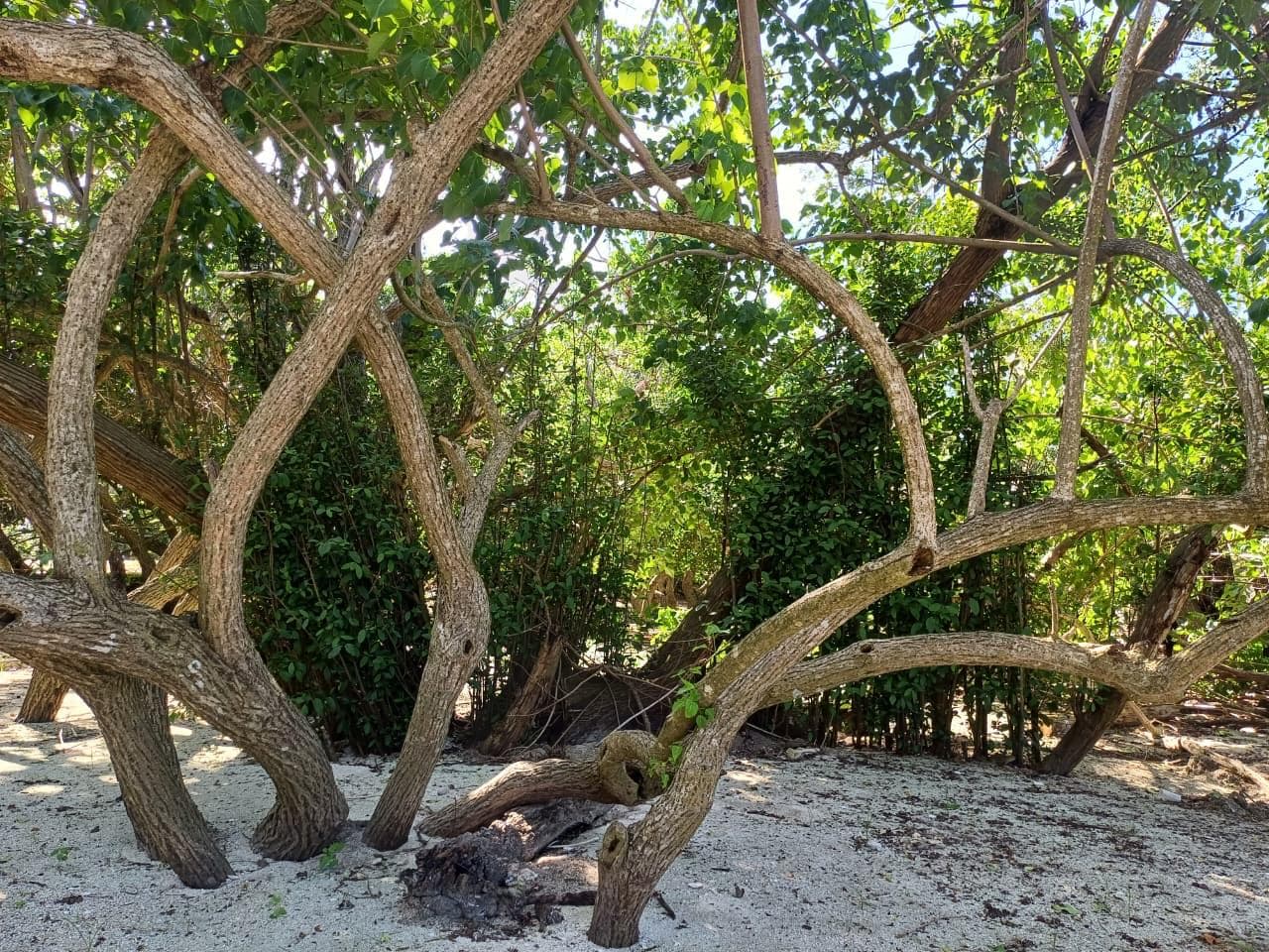 Beautiful mangrove coastline