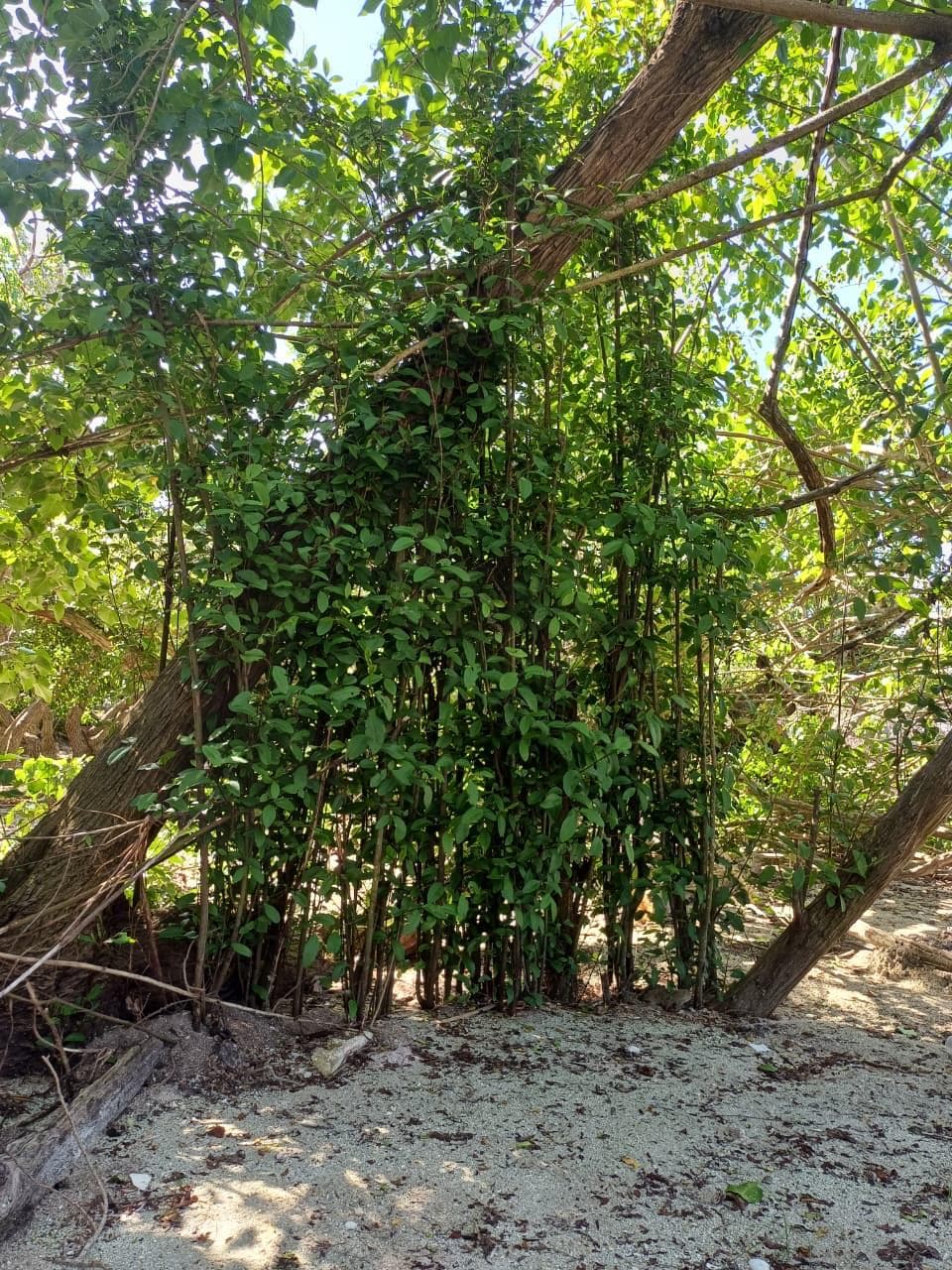Lush tropical vegetation creating natural canopies