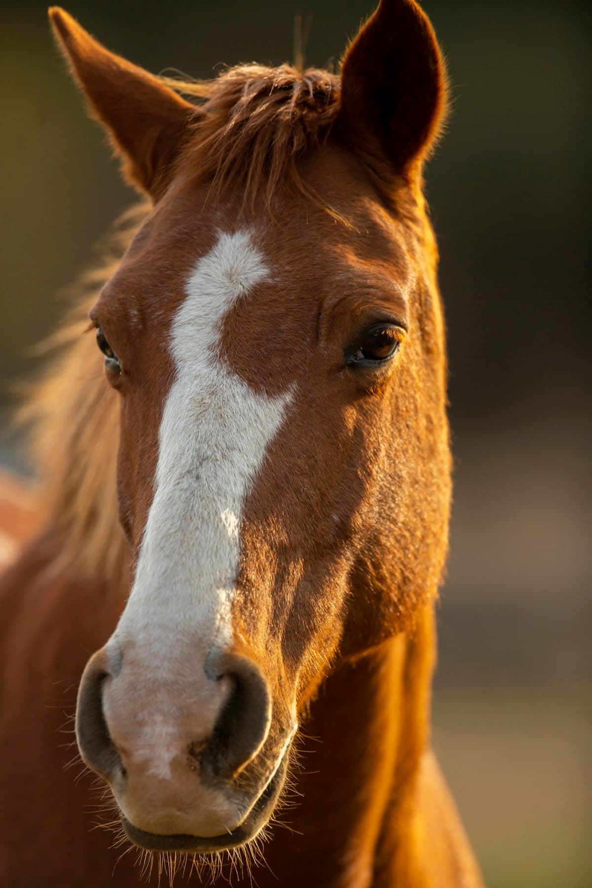 Majestic therapy horse