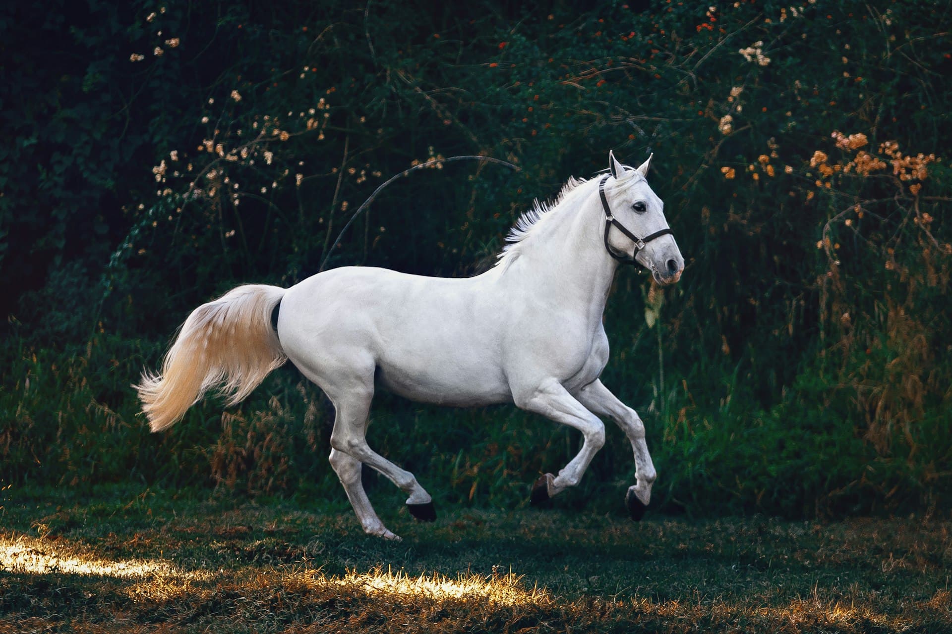 Horses on the beach - where equine therapy meets ocean healing